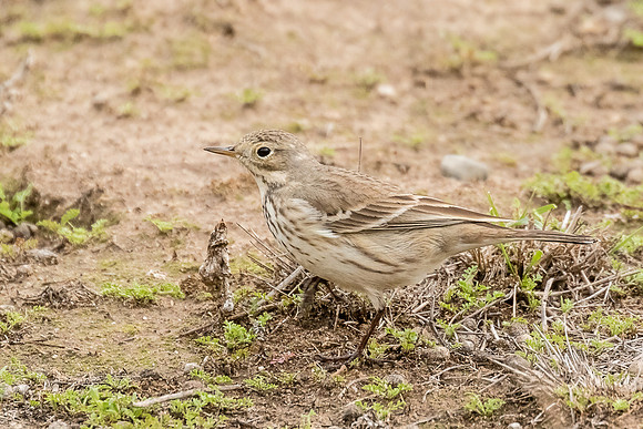 Aerican Pipit