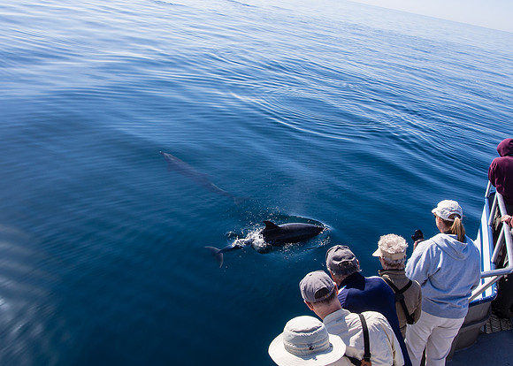 Spring Pelagic Trip