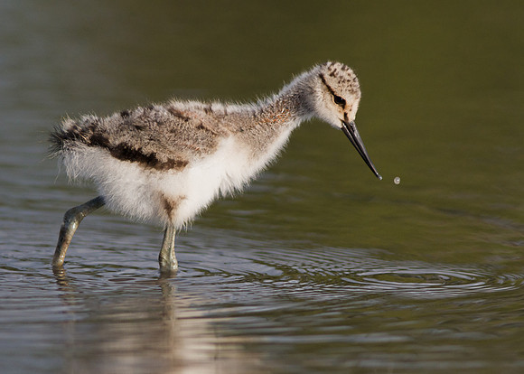 Avocet chick