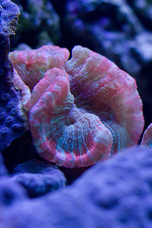 LB-aquarium-0481