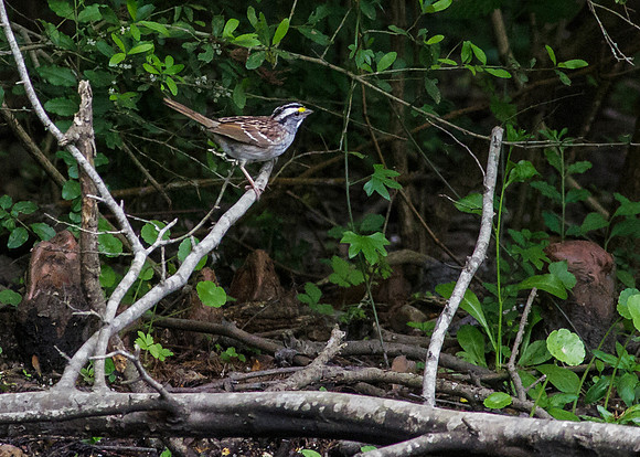 White-throated Sparrow
