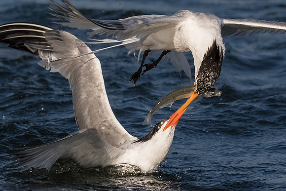 BolsaChica2015-1526