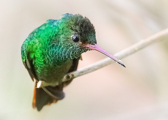 Rufous-tailed hummingbird