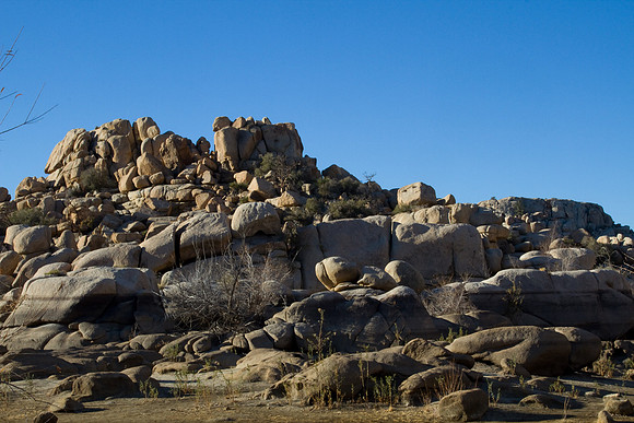 joshuatree09-2555