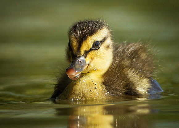 Mallard Duckling