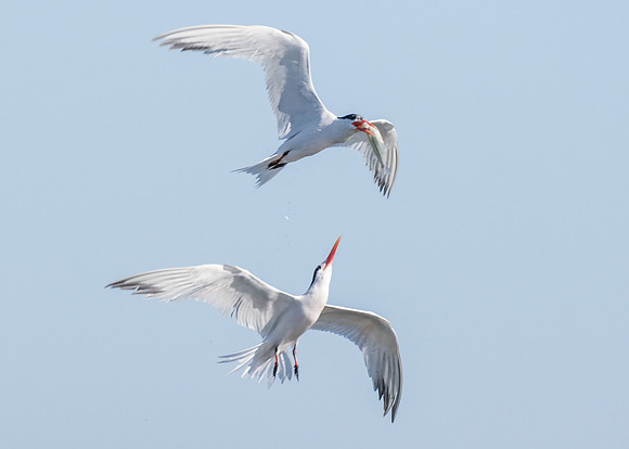 BolsaChica2015-8648