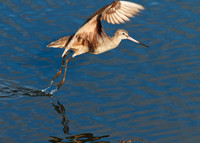 Willet