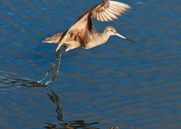 Willet