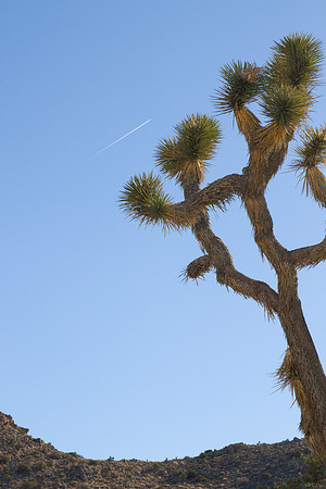 joshuatree09-2680