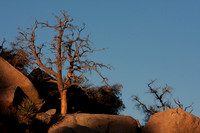 joshuatree09-0597