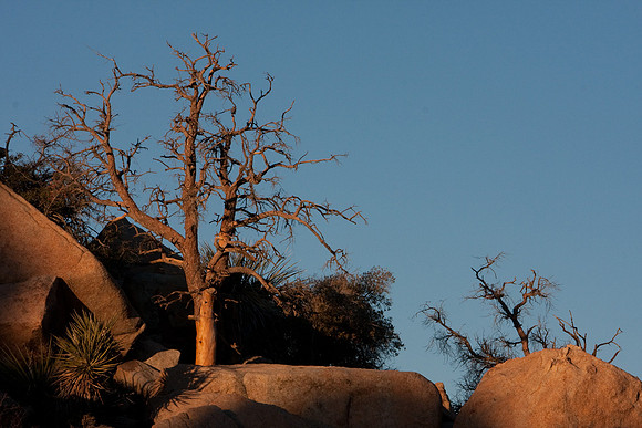 joshuatree09-0597