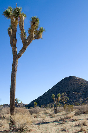 joshuatree09-2633