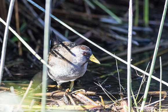 Sora