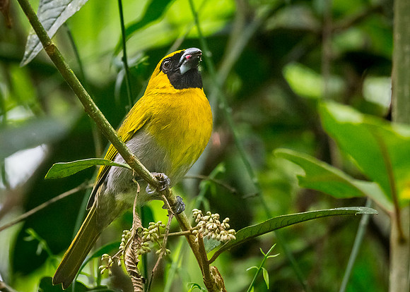 Black-faced Grosbeak