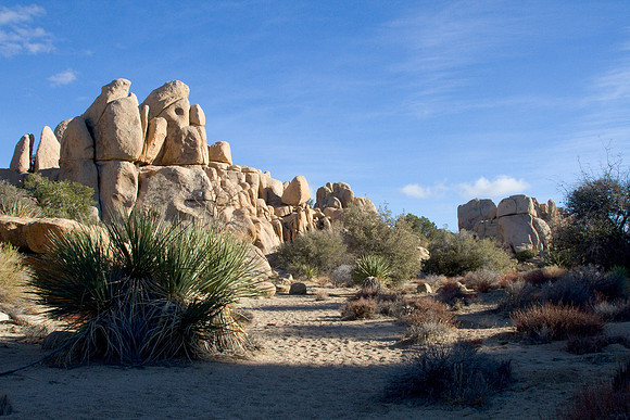 joshuatree09-2271