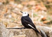 White-headed Woodpecker