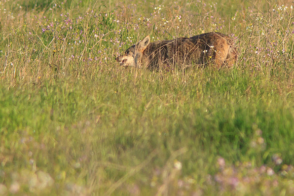 Coyote