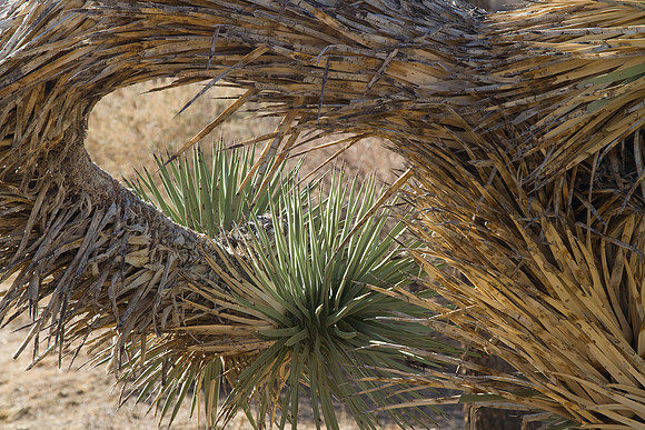 joshuatree09-2689