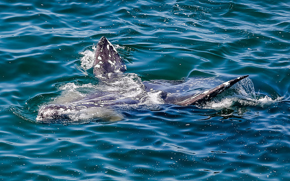 Back stroke