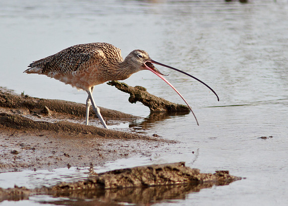 Curlew