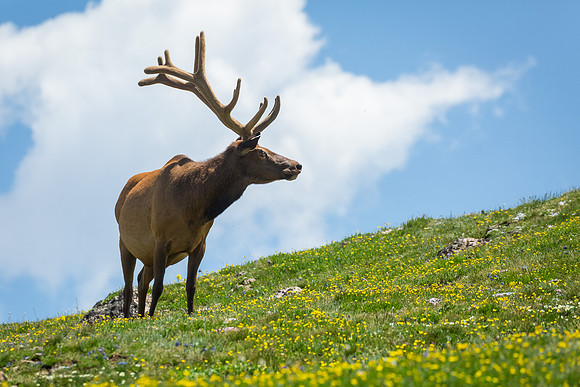 Majestic Bull
