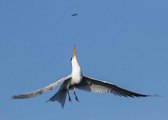 BolsaChica-2012-6462