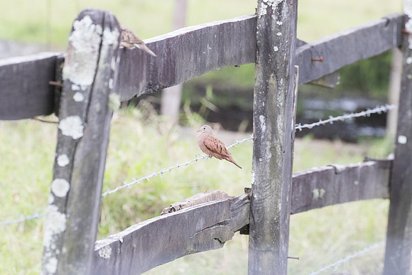 Rudy-ground dove