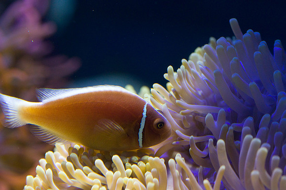 lb-aquarium-1512