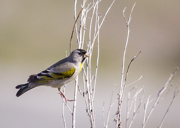 Lawrence's Goldfinch