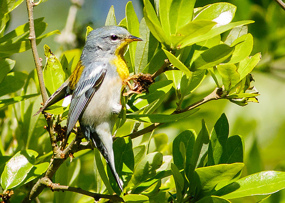 Northern Parula
