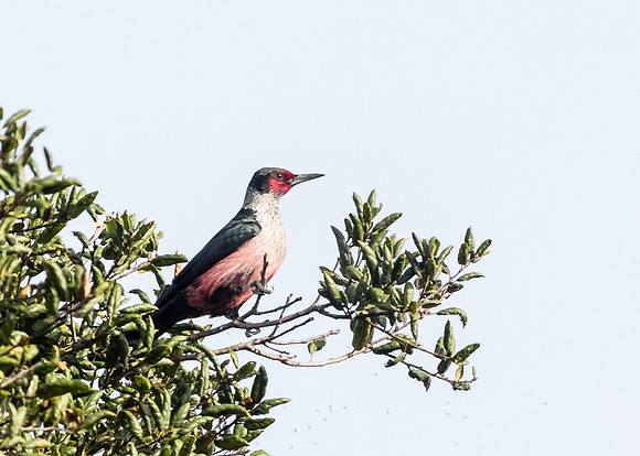 Lewis's Woodpecker
