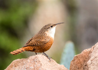 Canyon Wren