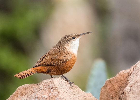 Canyon Wren