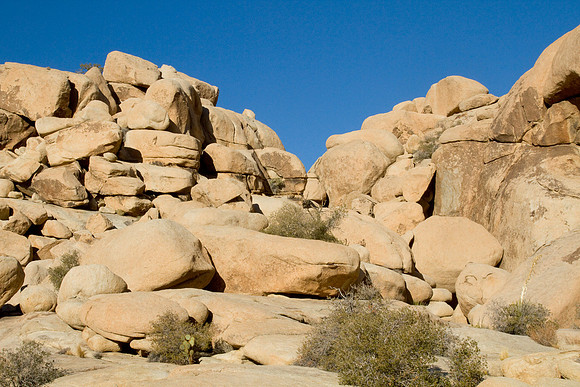 joshuatree09-2594