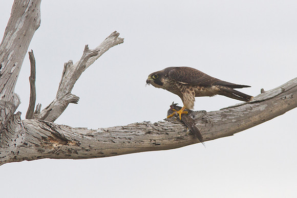 Peregrine Falcon