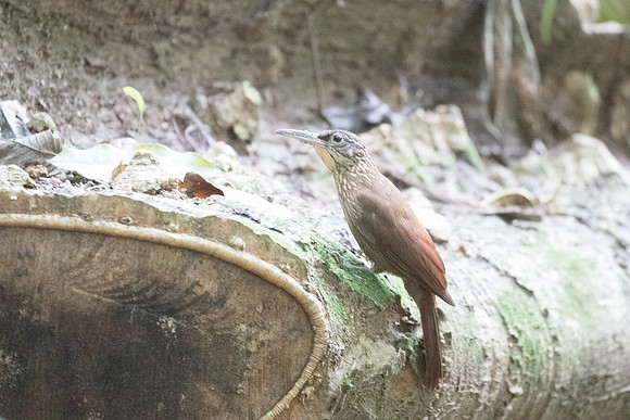 Cocoa Woodcreeper