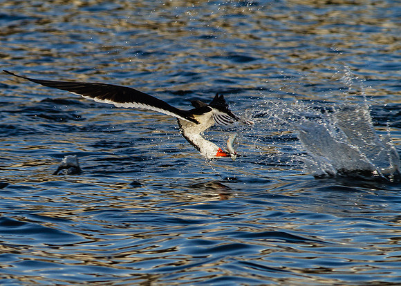 Flexi Fishing
