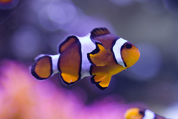 lb-aquarium-1555