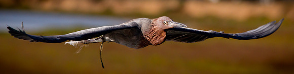 Reddish Egret