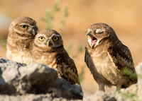 Juvenile Burrowing owl