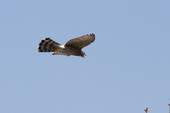 hawk-8350