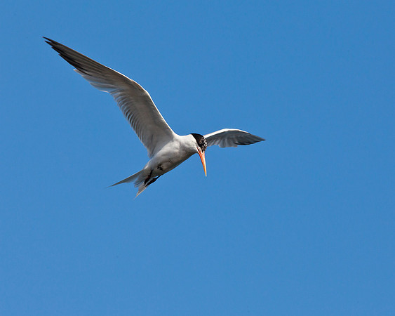 BolsaChica2011-1782