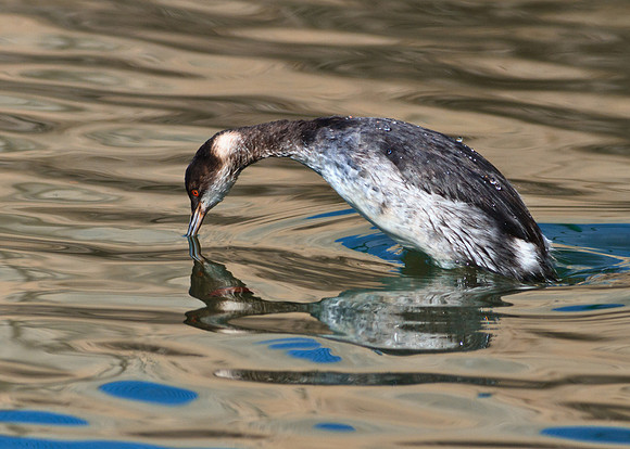 BolsaChica2012-2421