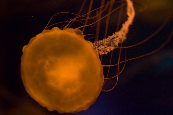 LB-aquarium-0438