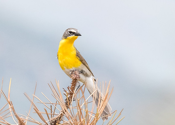 Yellow-breasted Chat