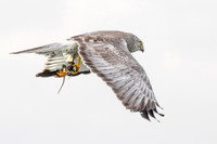 Gray Ghost with Prey