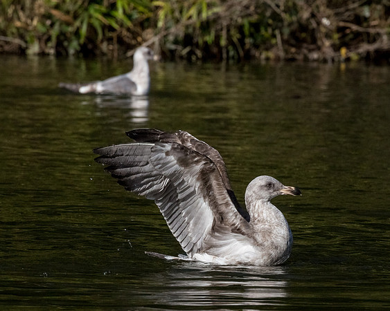 SF-Golden Gate Park-8123