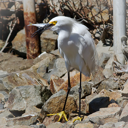 Bolsachica-0822-4526-Edit