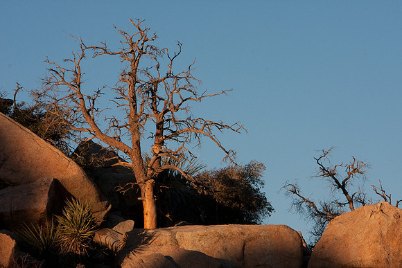 joshuatree09-0599