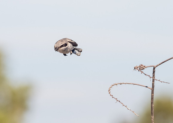 Loggerhead Shrike